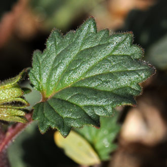 Desert Bluebells has an attractive dark green leaf with semi-rounded of ovate petals. The leaves are glandular with toothed margins and fine hairs. Phacelia campanularia Desert Bluebells has an attractive dark green leaf with semi-rounded of ovate petals. The leaves are glandular with toothed margins and fine hairs. Phacelia campanularia